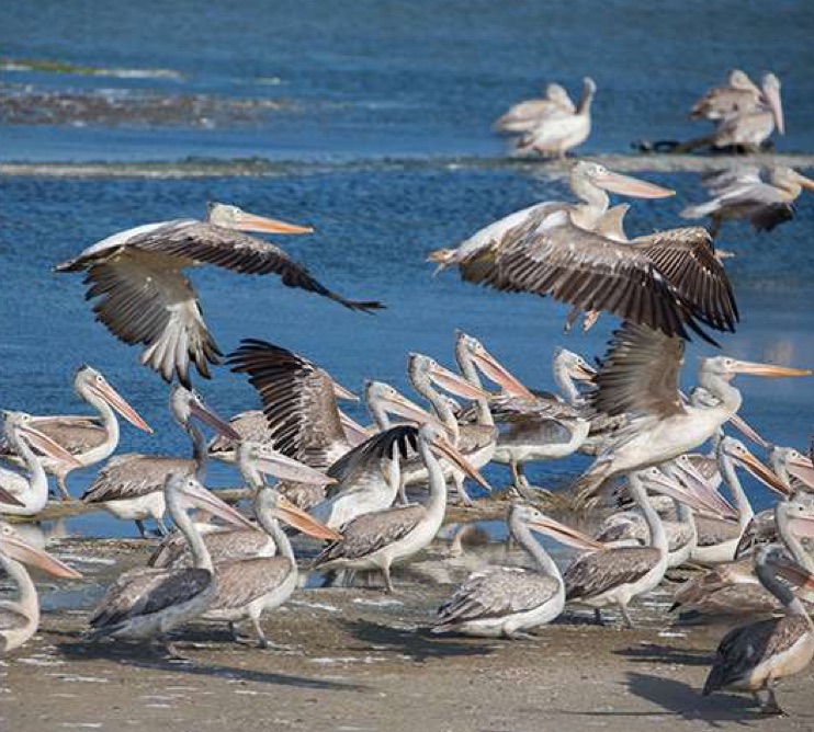 Muthurajawela Bird Watching